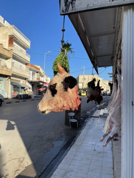 Kairouan cow head tunisia