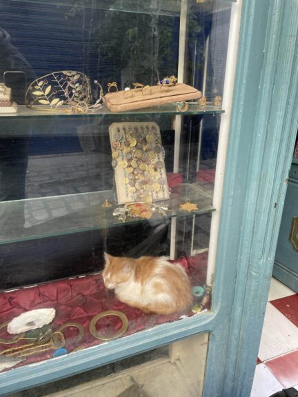 Tunis medina cat tunisia