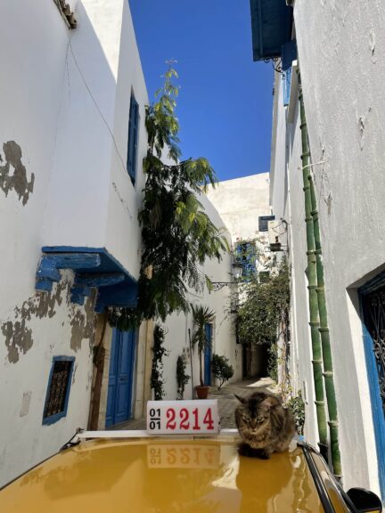 Tunis medina cat tunisia