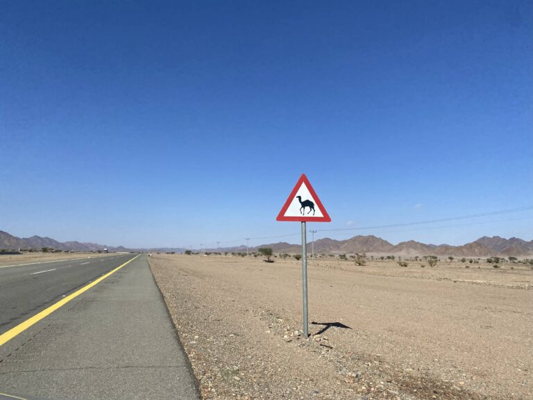 Camel crossing zones. There are many...