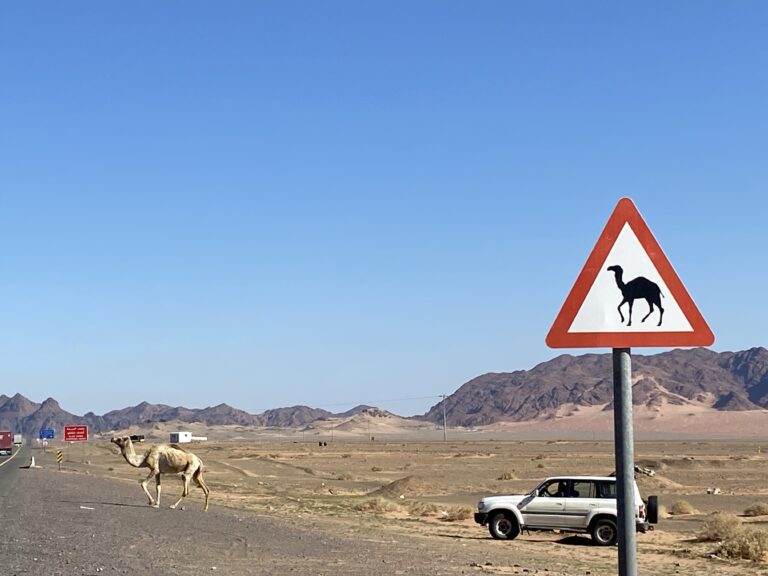 A modern approach to herding your camels