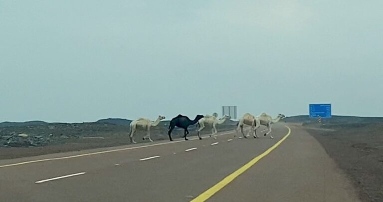 And they really mean it