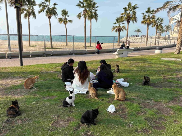 No picnic along the waterfront in Kuwait City is complete without a swarm of cats