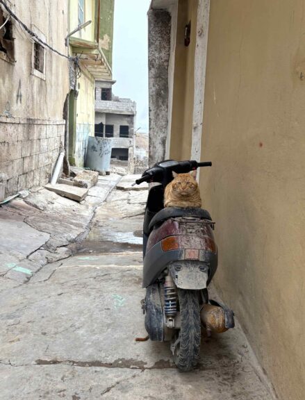 The only unfriendly inhabitant we encountered, in Mosul