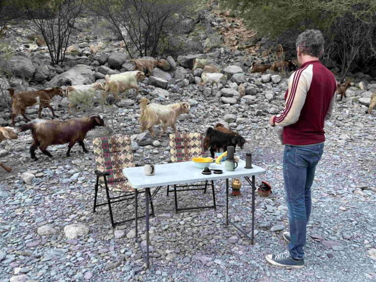 Breakfast with the goats, in Wadi Damm