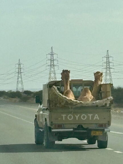 A fairly common sight...how else would they get around?